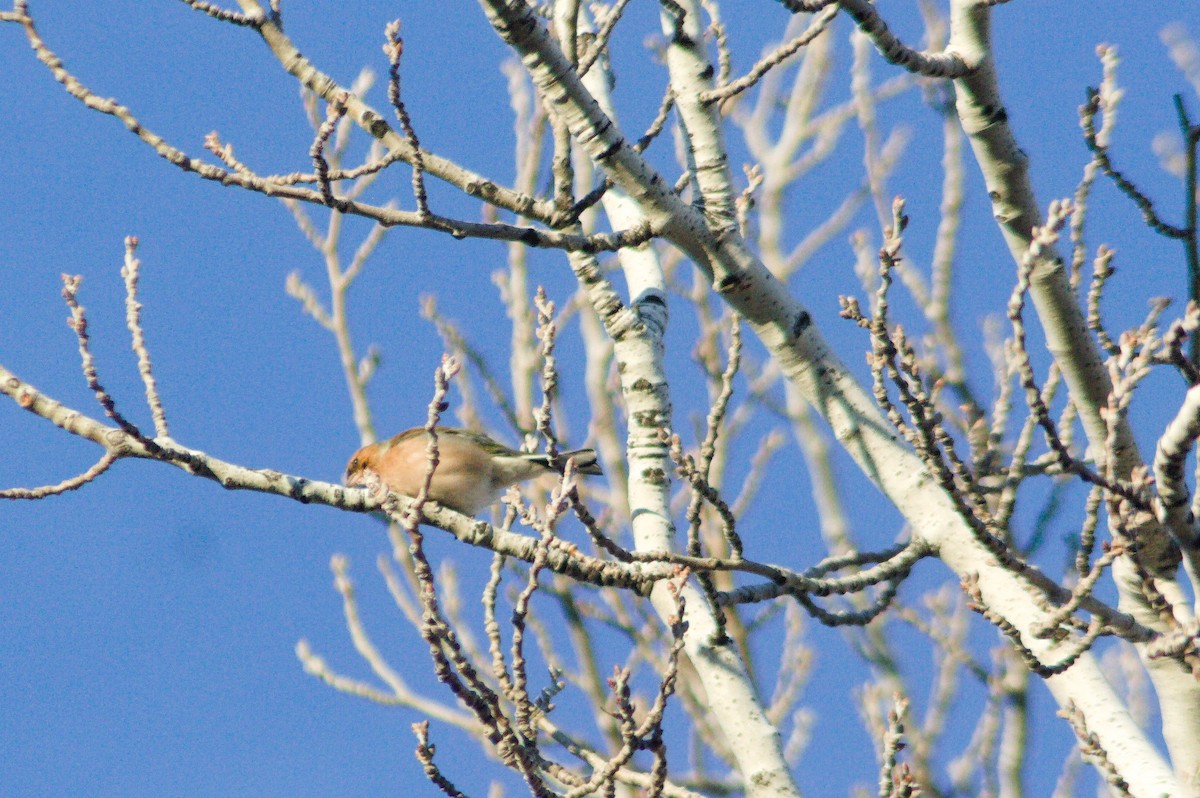 Fringuello - ML613513328