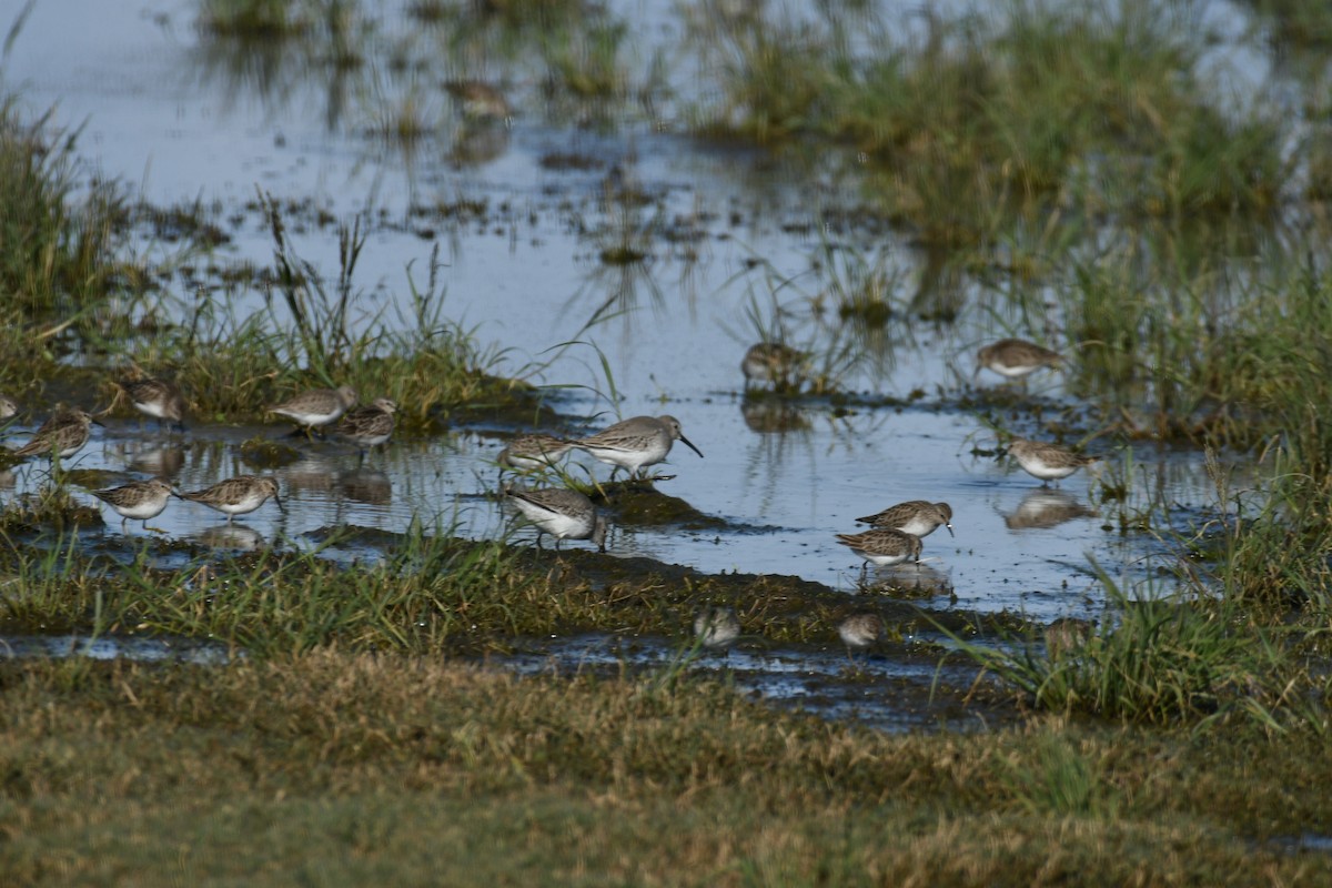 Dunlin - ML613513338