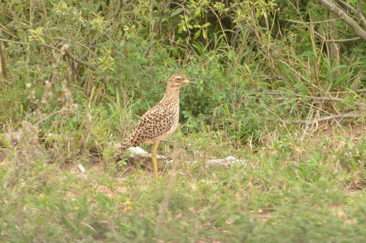 Spotted Thick-knee - ML613513356