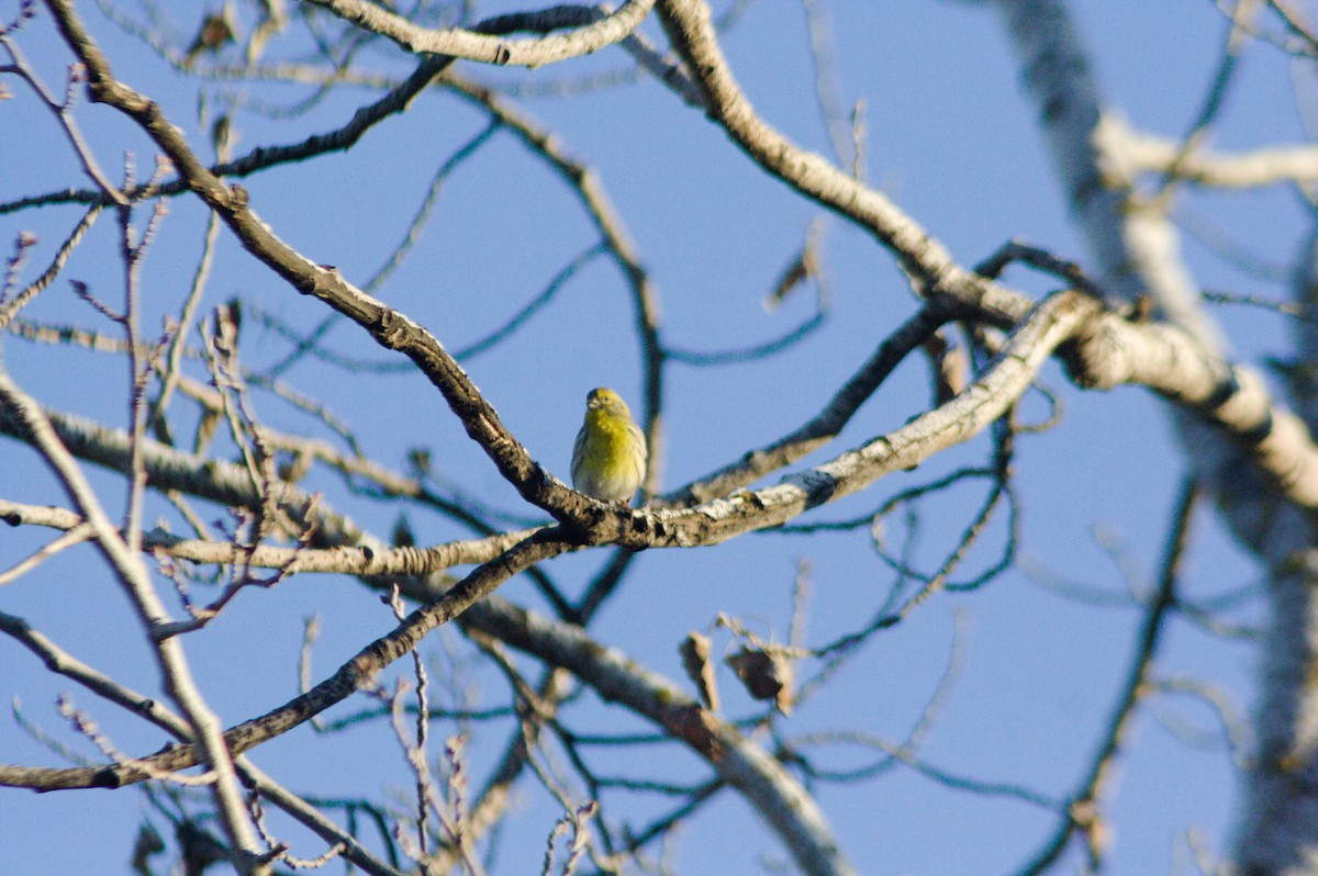 Verzellino - ML613513395