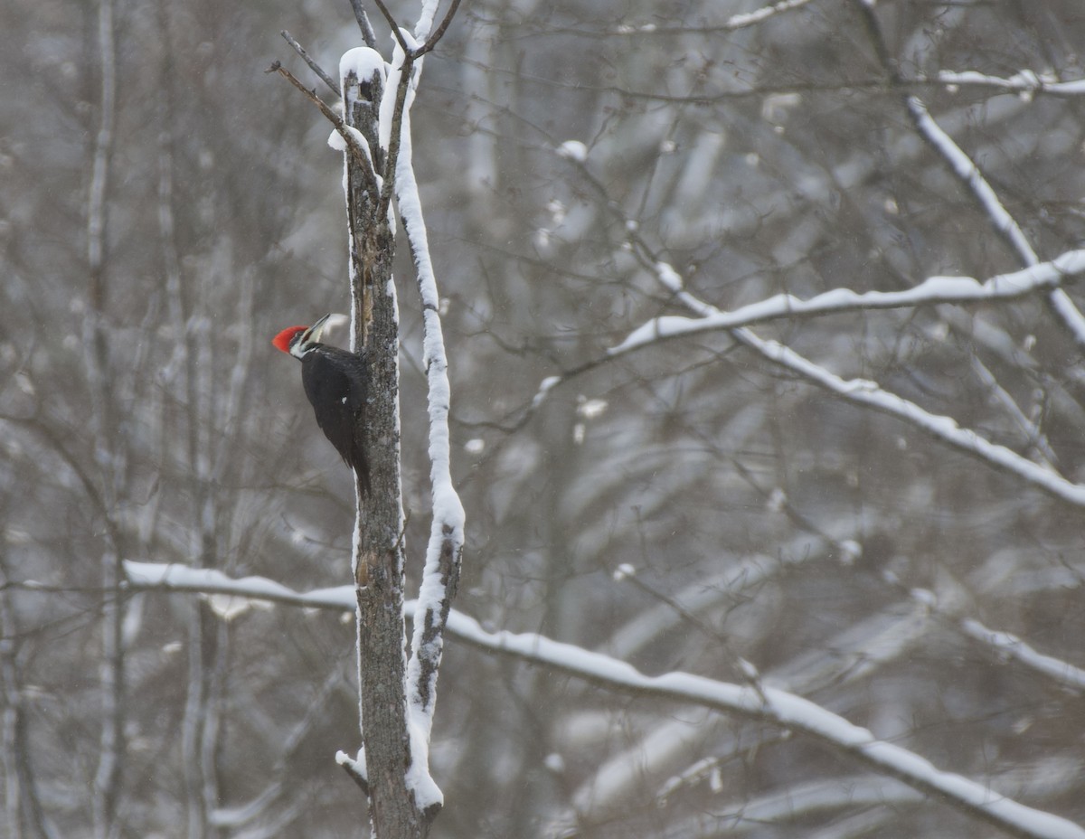 Pileated Woodpecker - ML613513398