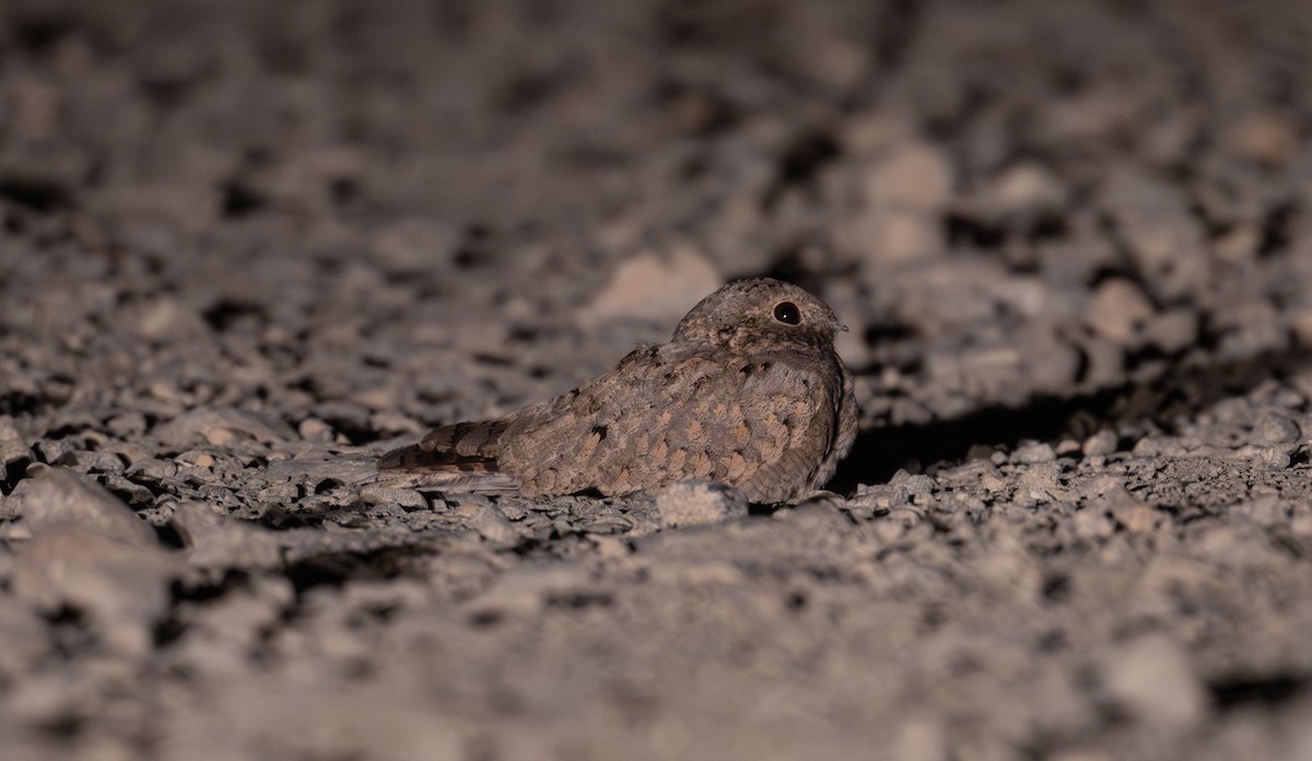 Egyptian Nightjar - ML613513412