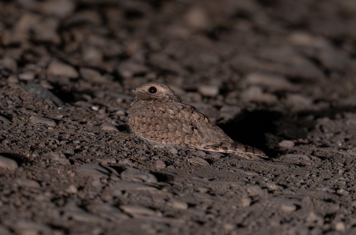 Egyptian Nightjar - ML613513414