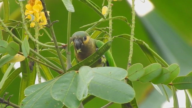 Aratinga Pertinaz - ML613513423