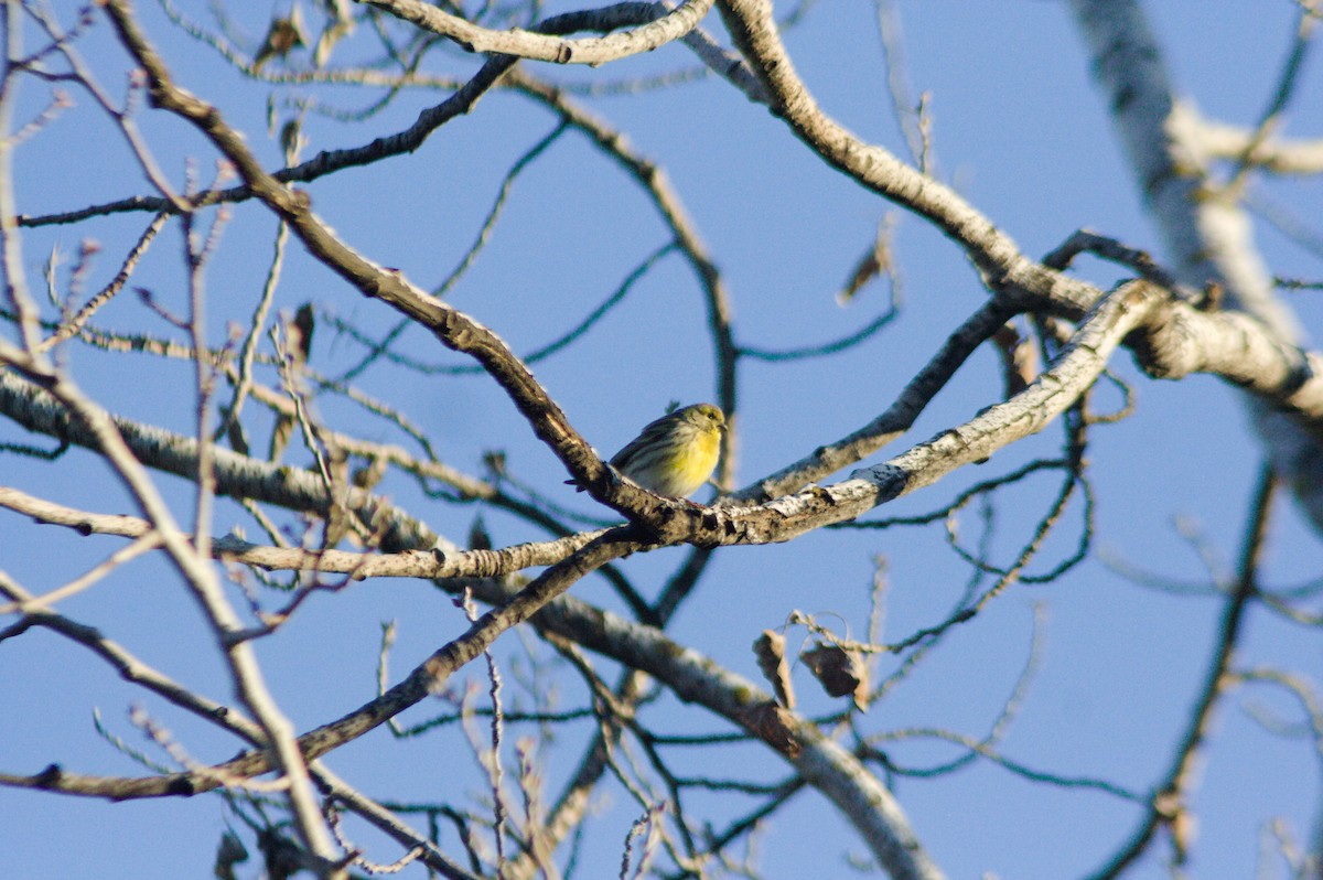 Verzellino - ML613513424