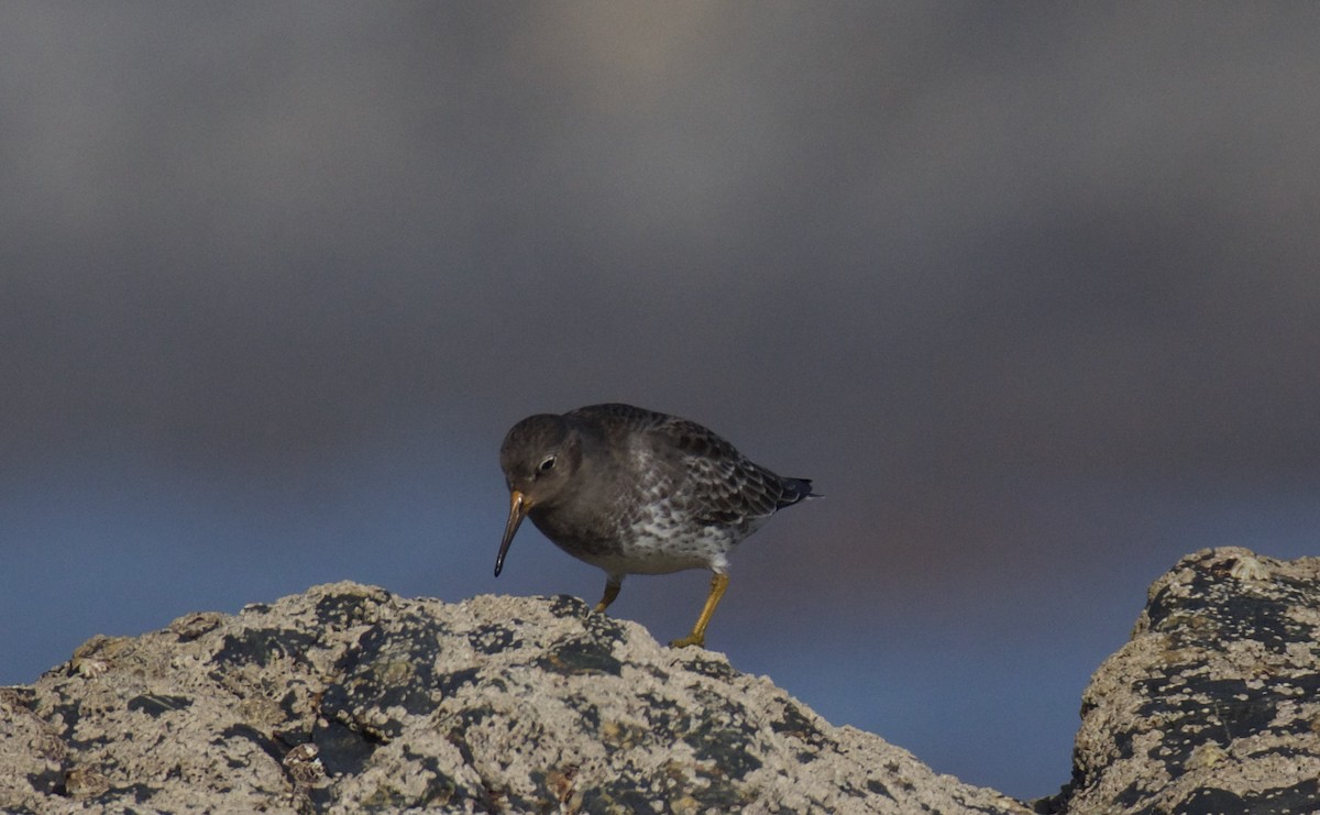 Purple Sandpiper - ML613513456