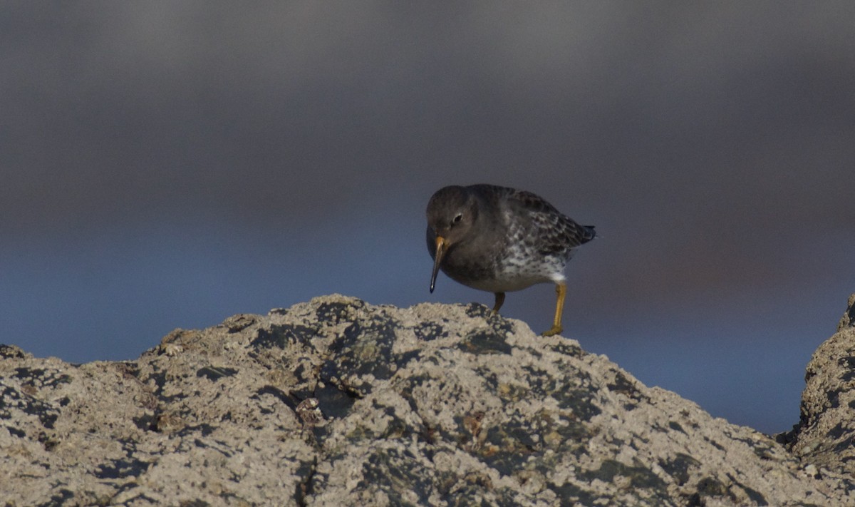 Purple Sandpiper - Jose Paulo Monteiro