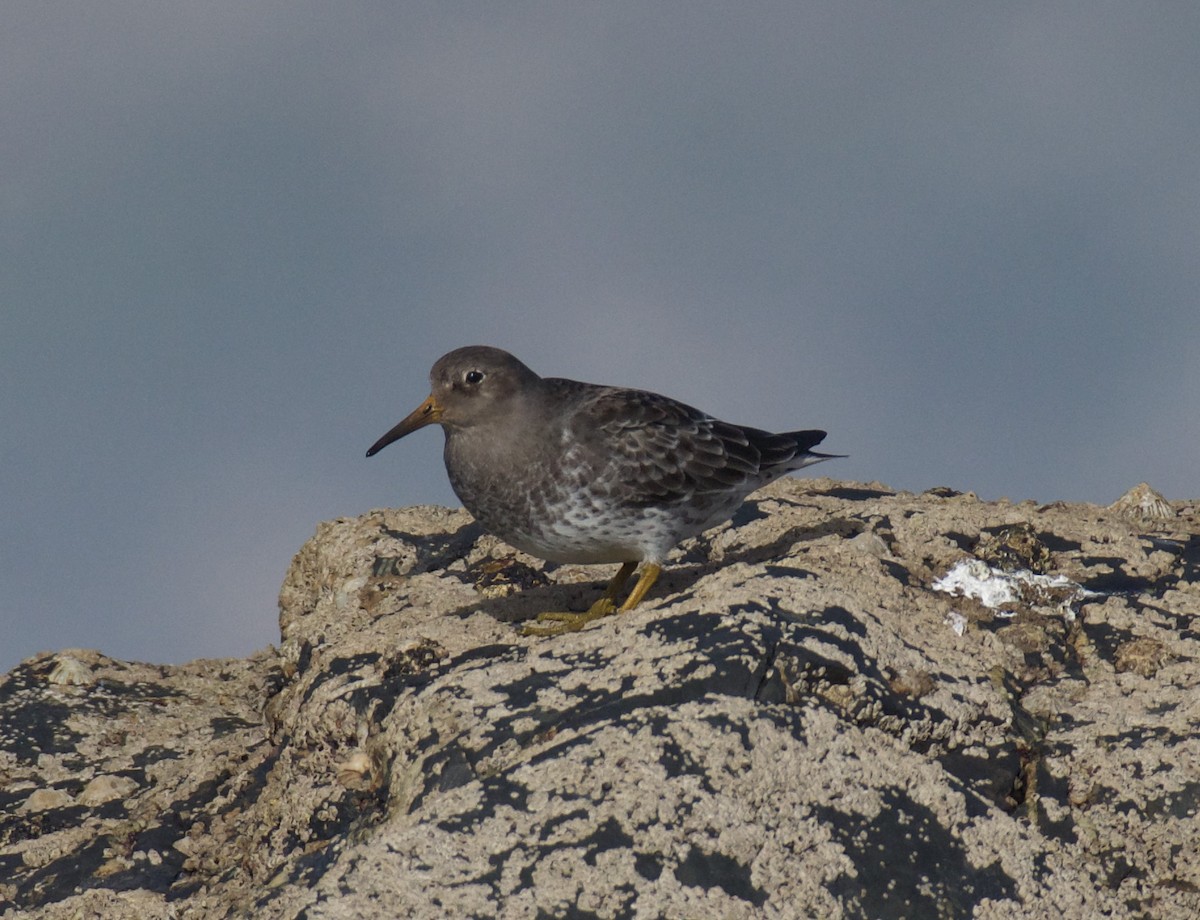 Purple Sandpiper - ML613513458