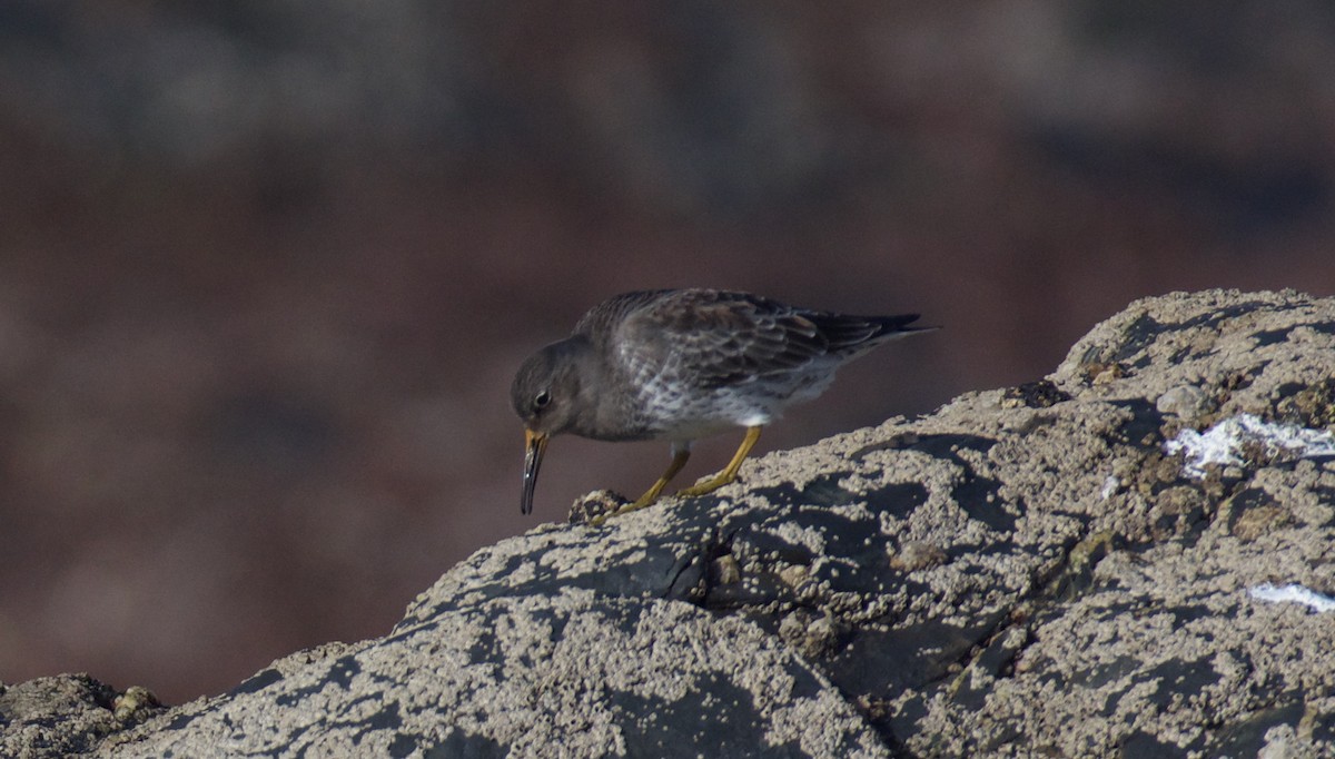 Purple Sandpiper - ML613513459