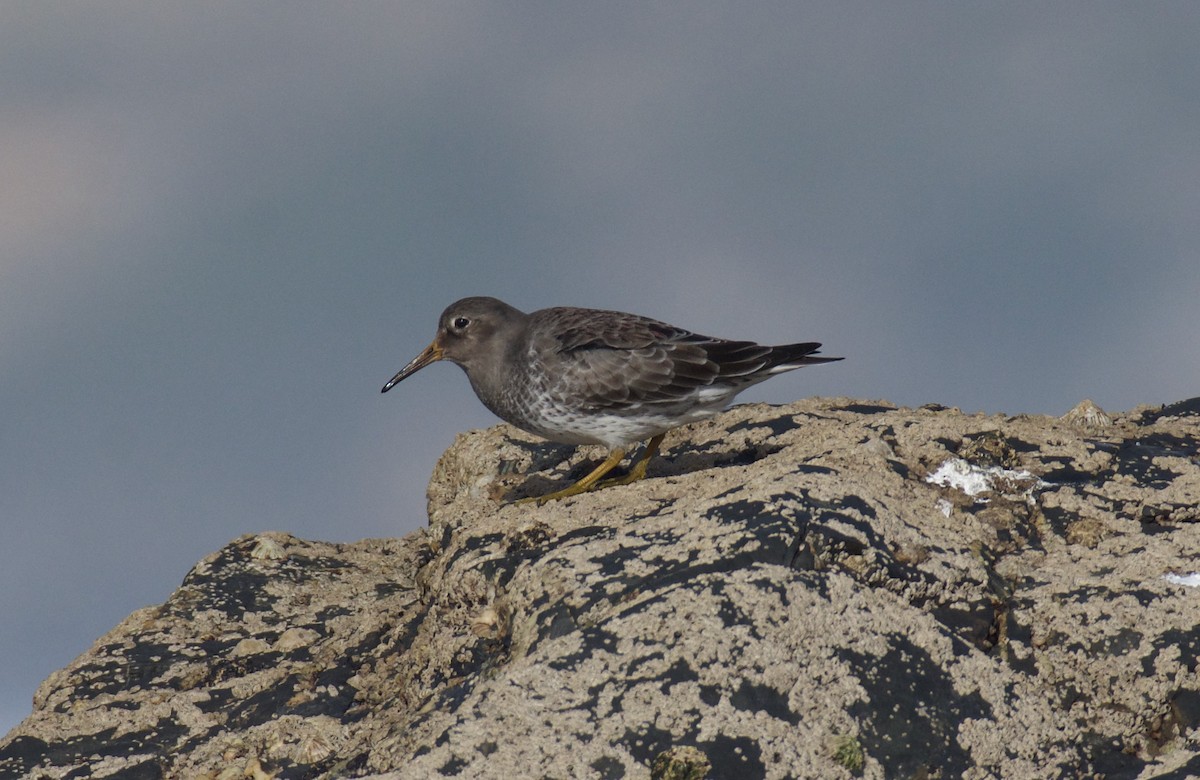 Purple Sandpiper - ML613513460