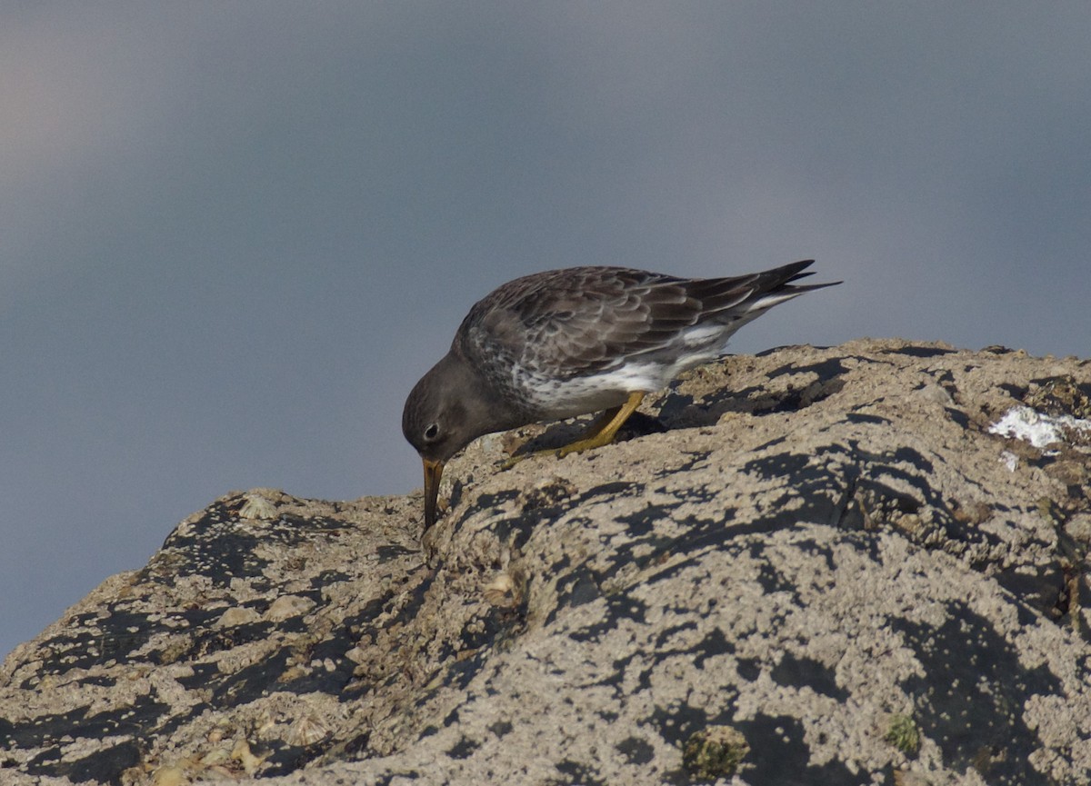 Purple Sandpiper - ML613513461