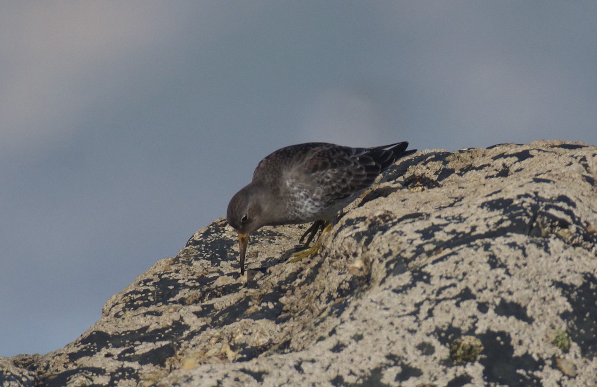 Purple Sandpiper - ML613513462