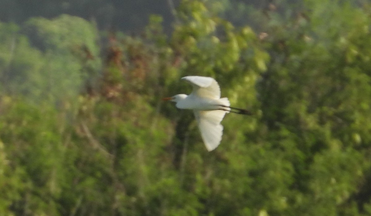 Eastern Cattle Egret - ML613513521