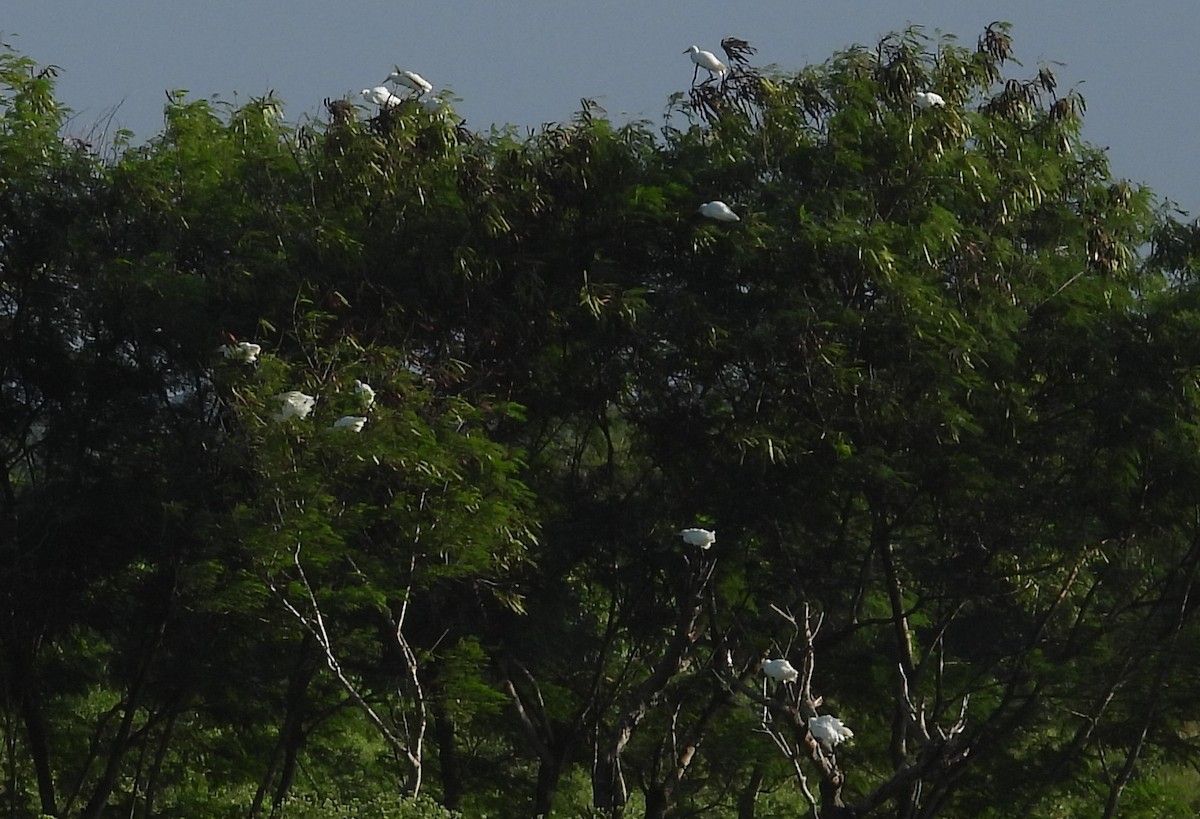 Eastern Cattle Egret - ML613513522