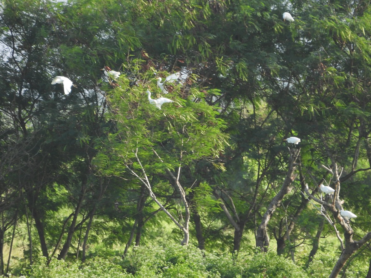 Eastern Cattle Egret - ML613513523