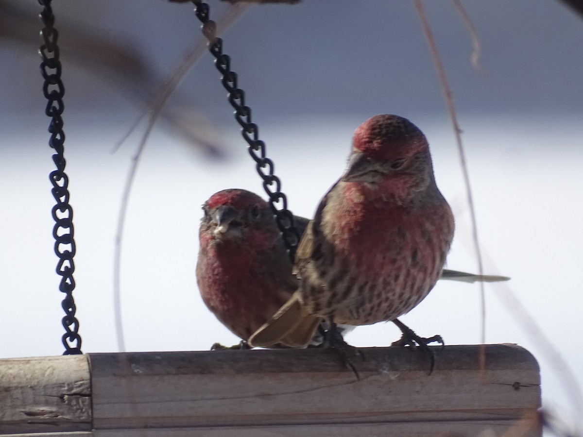 House Finch - ML613513738