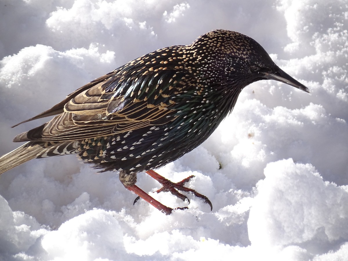 European Starling - ML613513776