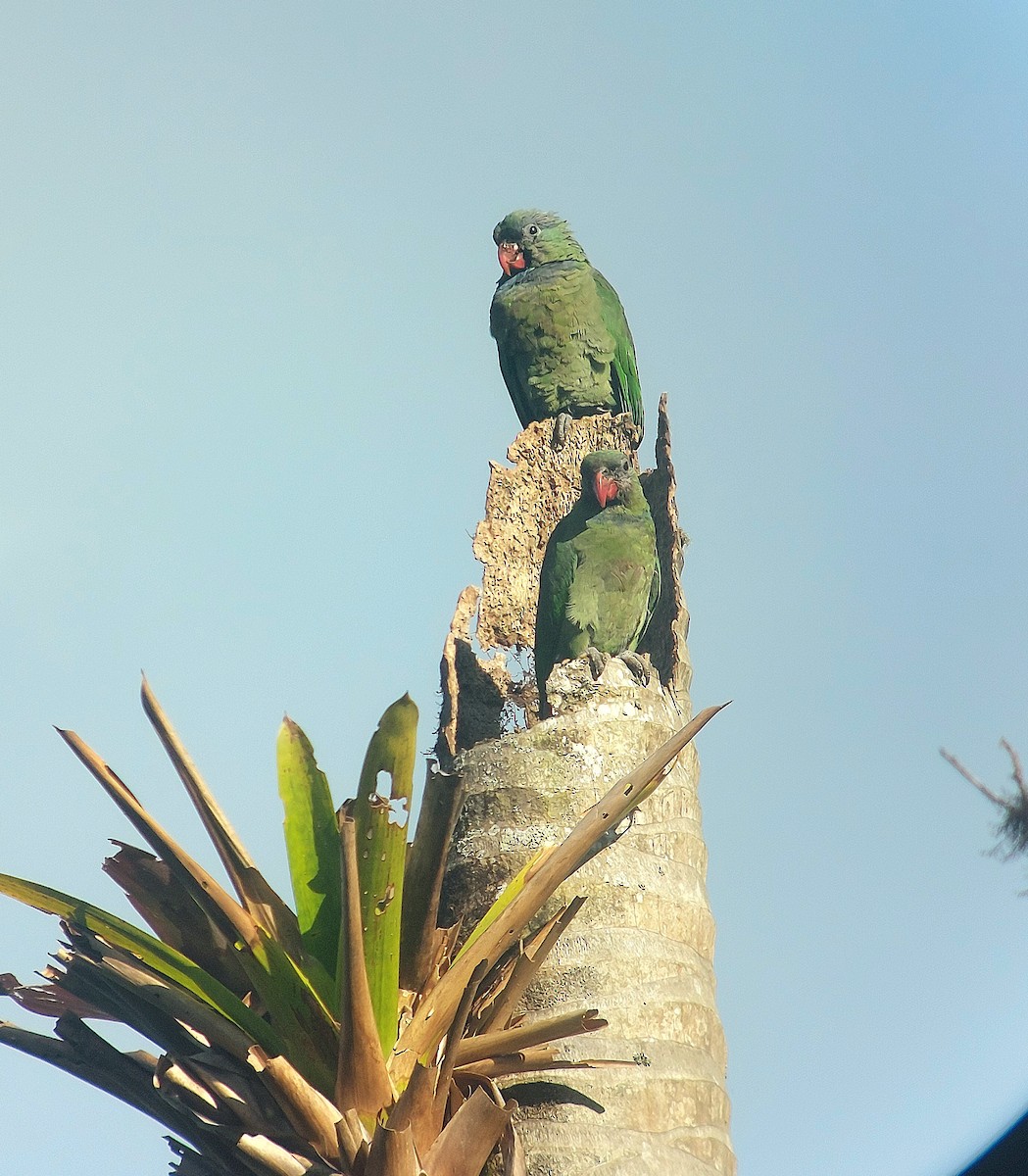 Папуга-червоногуз зеленоголовий - ML613513817