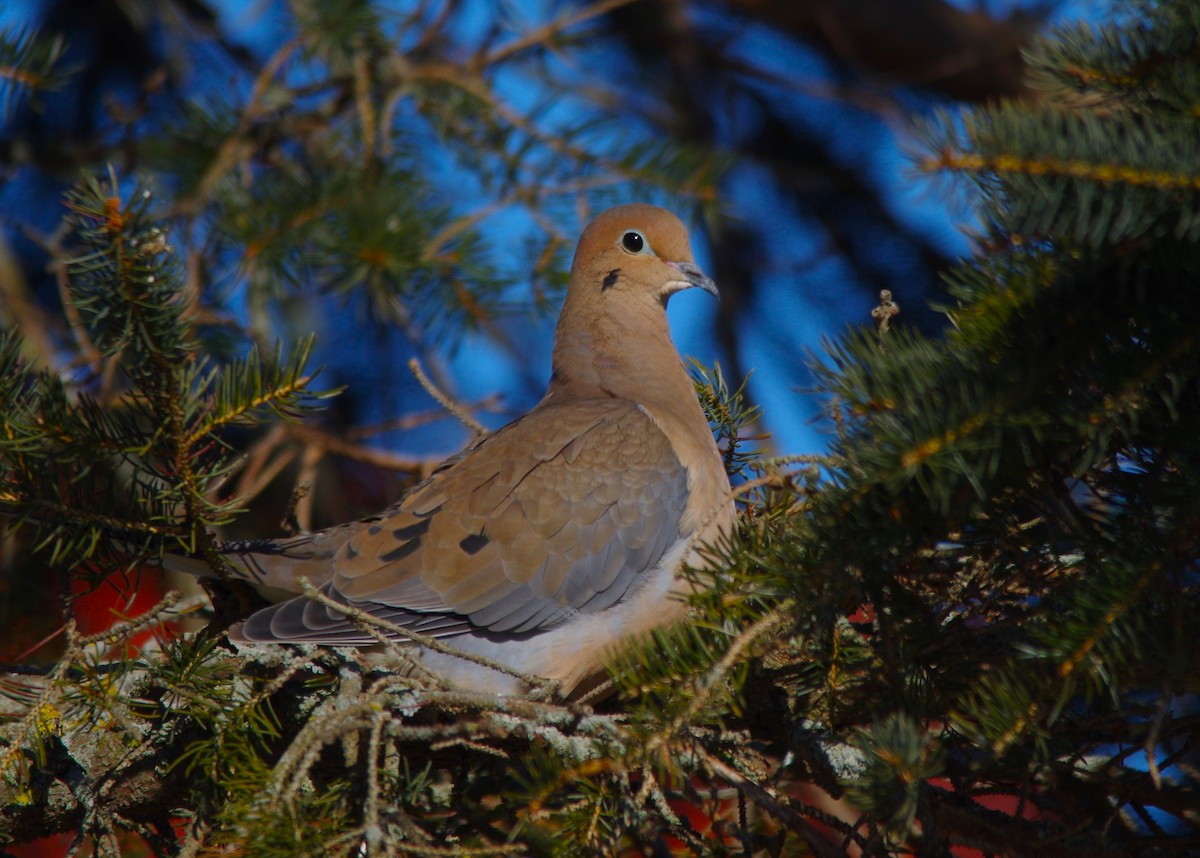 Mourning Dove - ML613513842