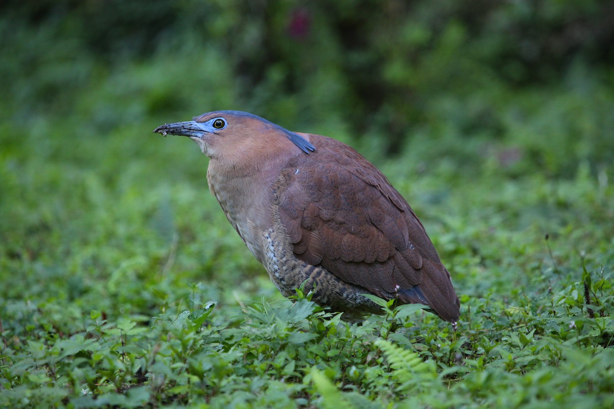 Malayan Night Heron - ML613513927