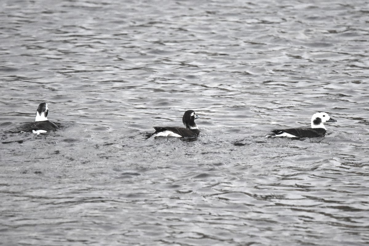 Long-tailed Duck - ML613513943