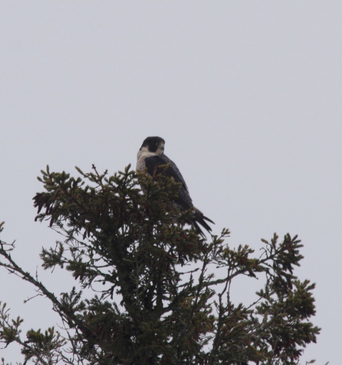 Peregrine Falcon - ML613513965