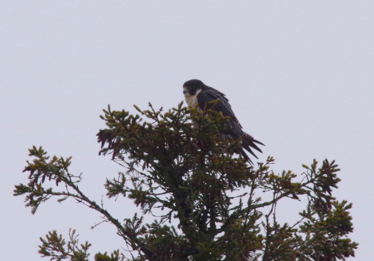 Peregrine Falcon - ML613513968