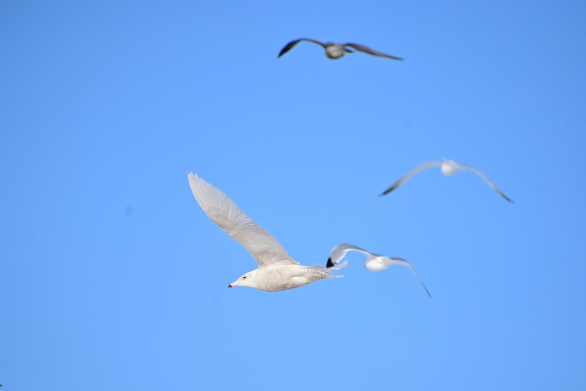 Glaucous Gull - ML613513977