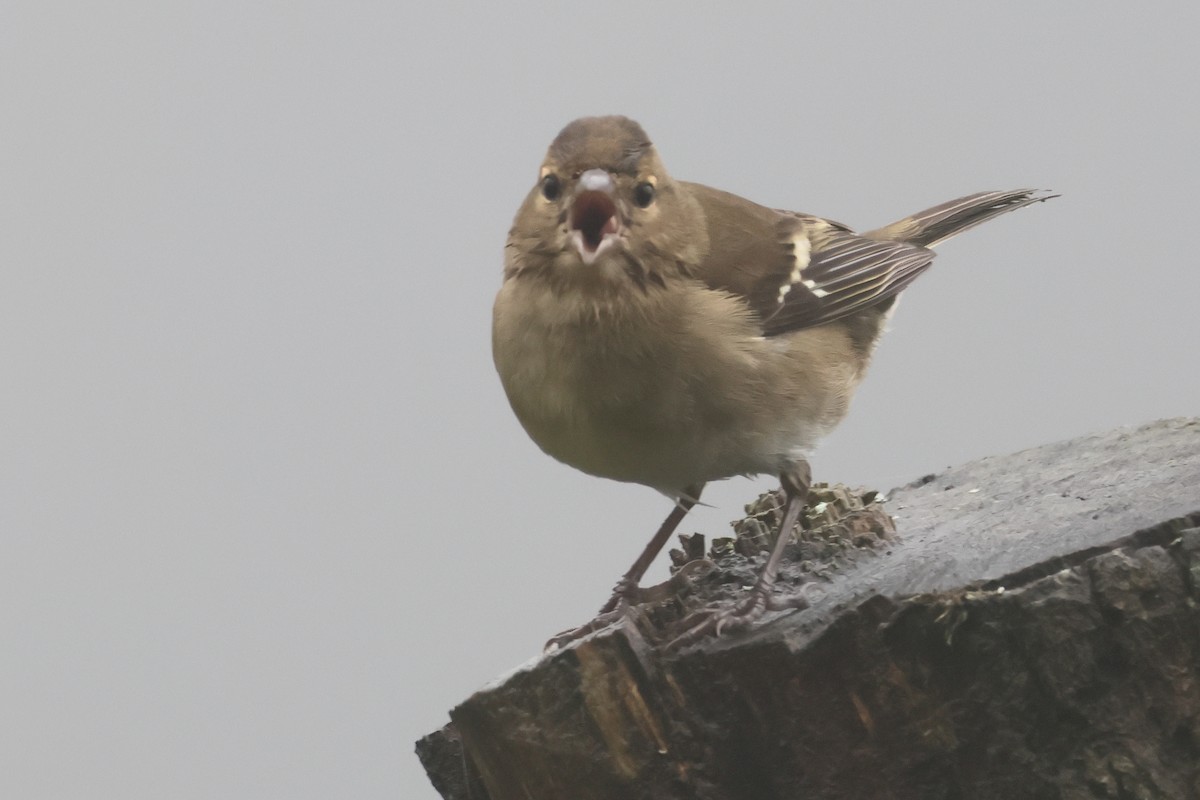 Azores Chaffinch - Alexandre Hespanhol Leitão