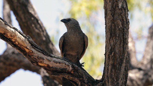 Apostlebird - ML613514017