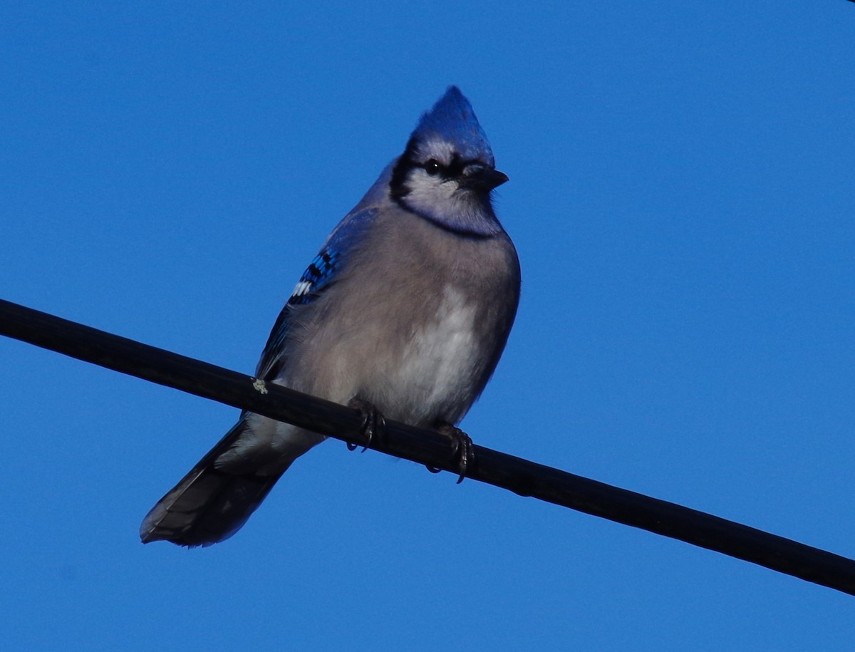 Chara Azul - ML613514104