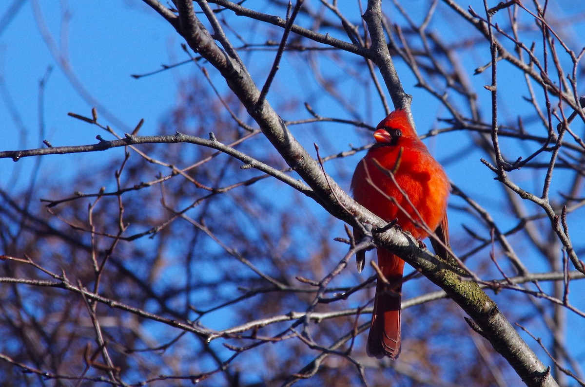 Cardinal rouge - ML613514171