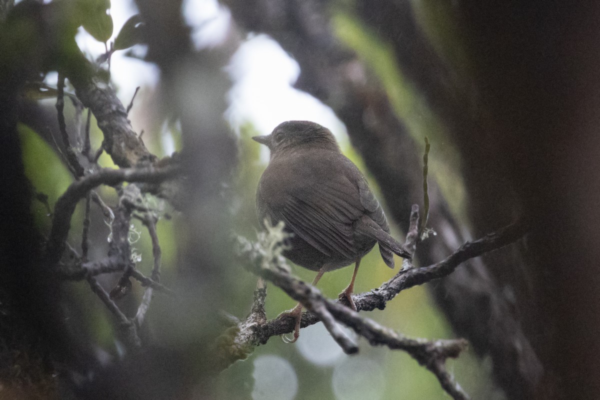 Solitario Puaiohi - ML613514177