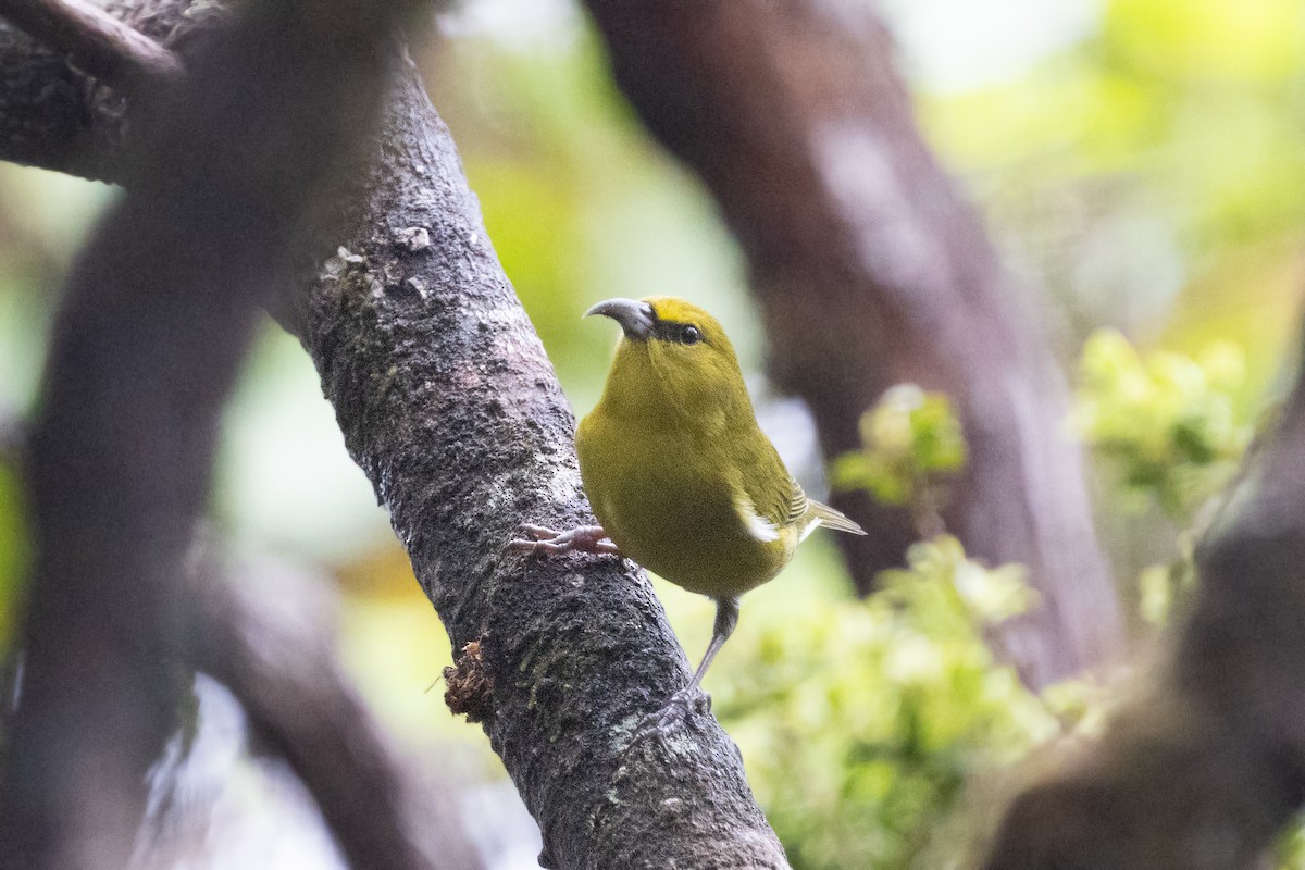Kauai-Amakihikleidervogel - ML613514220