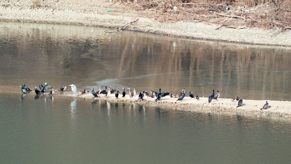 Great Cormorant - ML613514265