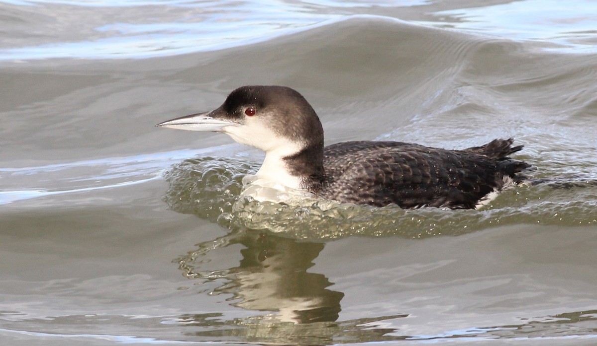 Common Loon - ML613514269