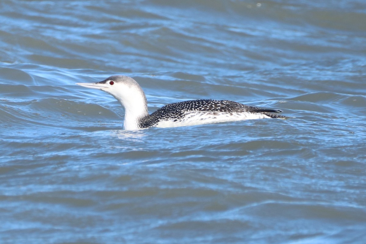 Red-throated Loon - ML613514273