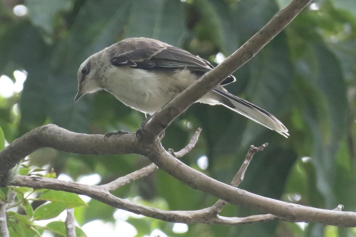 Tropical Mockingbird - Gail Johnson