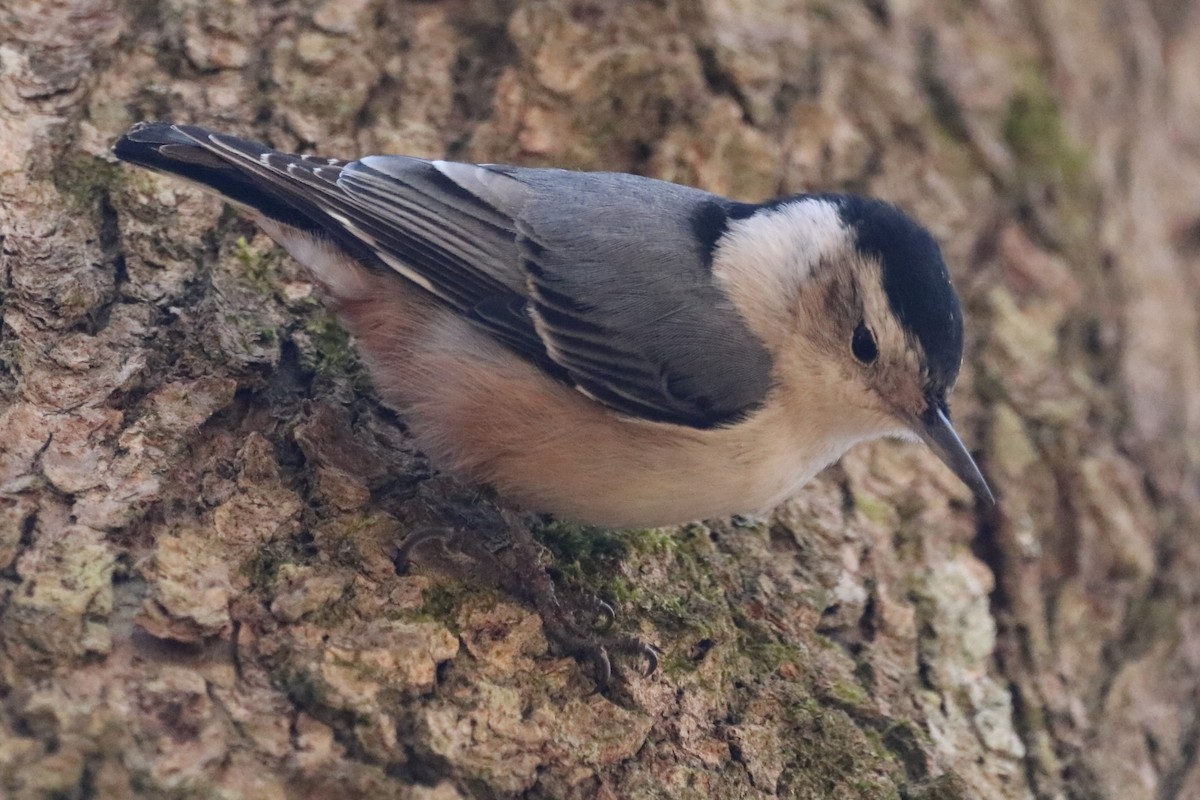 White-breasted Nuthatch (Eastern) - ML613514309