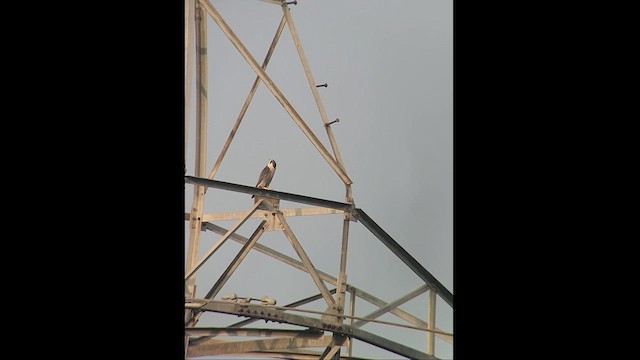 Peregrine Falcon - ML613514353