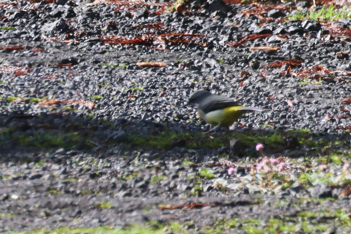 Gray Wagtail - Alexandre Hespanhol Leitão