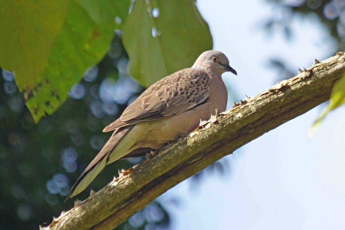 Spotted Dove - ML613514374