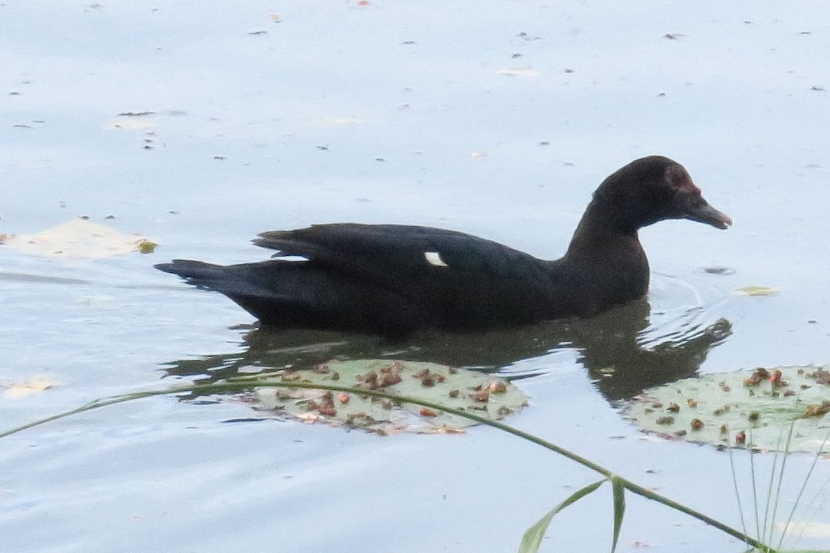 Muscovy Duck (Domestic type) - ML613514523