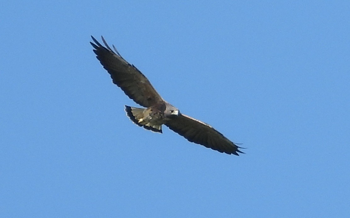 White-tailed Hawk - John van der Woude