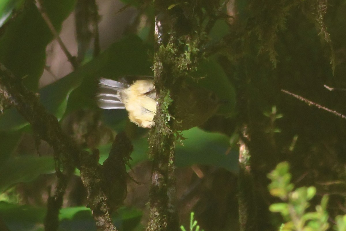 Goldcrest (Sao Miguel) - ML613514589