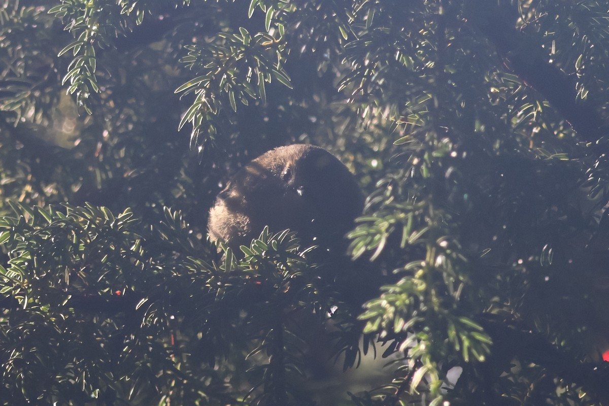 Goldcrest (Sao Miguel) - ML613514590