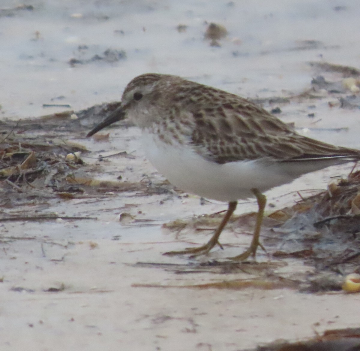 Least Sandpiper - ML613514597