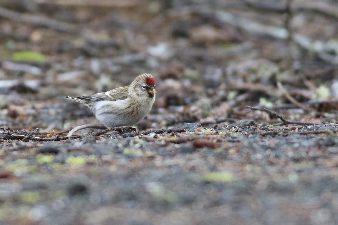 Common Redpoll - ML613514598