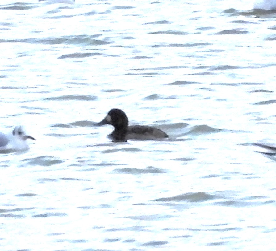 Greater Scaup - Brendan Doe