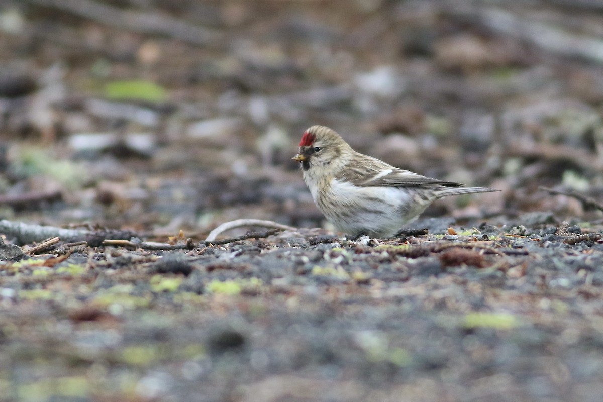 Common Redpoll - ML613514602